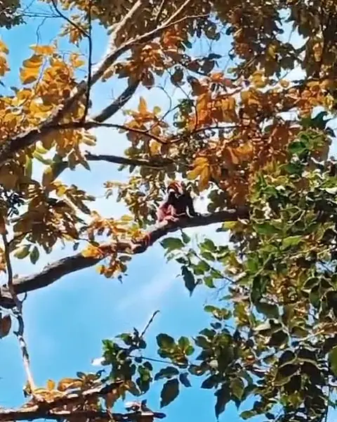 Copas de árboles dorados contra el cielo azul.